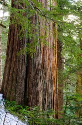 [Hearth.com] Big trees