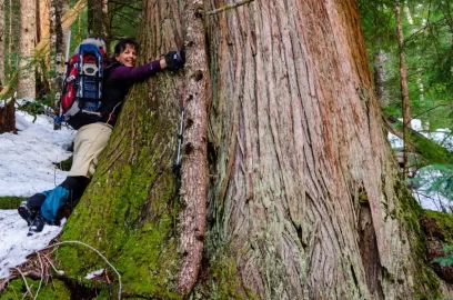 [Hearth.com] Big trees