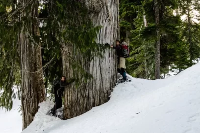 [Hearth.com] Big trees