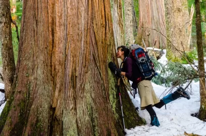 [Hearth.com] Big trees