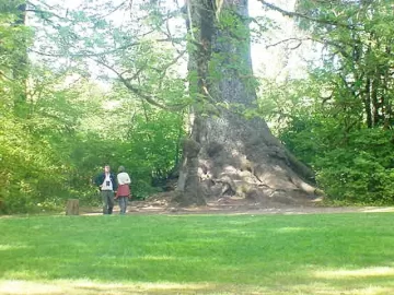 [Hearth.com] Big trees