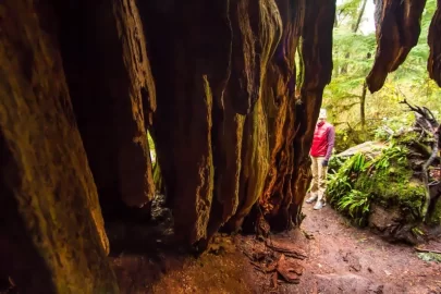 [Hearth.com] Big trees