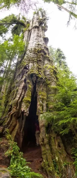 [Hearth.com] Big trees