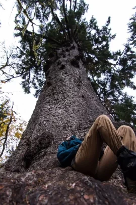 [Hearth.com] Big trees