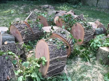 [Hearth.com] Oak taken down