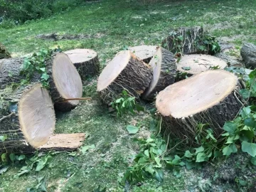 [Hearth.com] Oak taken down