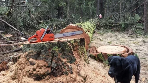 [Hearth.com] will i be able to split a monster doug fir with the fiskars?