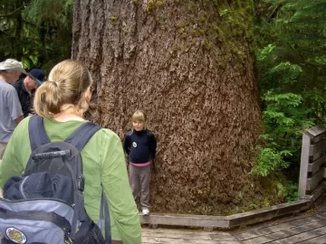 [Hearth.com] Big trees