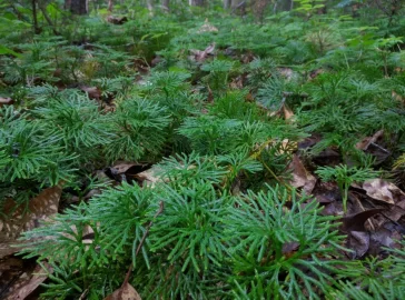 [Hearth.com] Plant ID: Found on forest floor