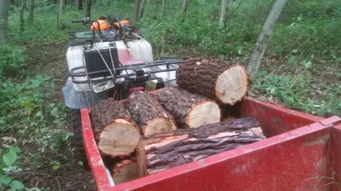 [Hearth.com] Felling advice, and Wood ID