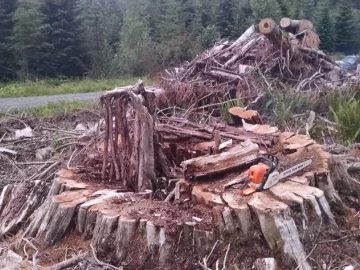 [Hearth.com] Big trees