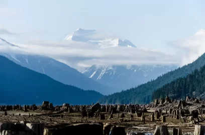 [Hearth.com] Big trees