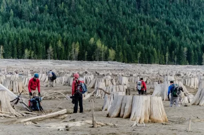 [Hearth.com] Big trees