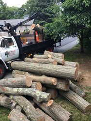 Free "Undesirable" wood sections in North Shore, Massachusetts