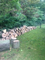 Free "Undesirable" wood sections in North Shore, Massachusetts