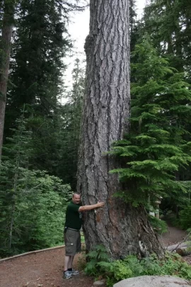 [Hearth.com] Big trees