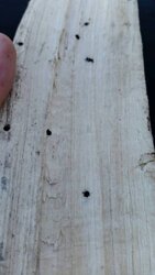 Another wood id