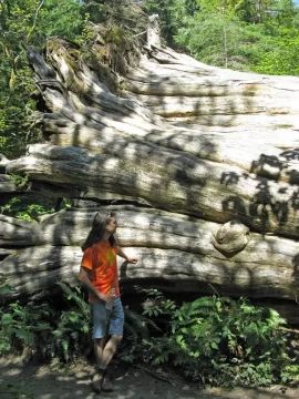 [Hearth.com] Big trees