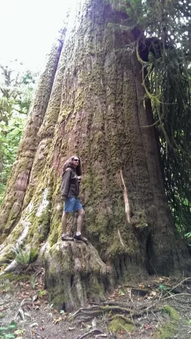 [Hearth.com] Big trees