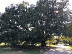 Largest Oak I've Ever Seen