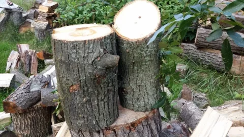 [Hearth.com] need tree ID