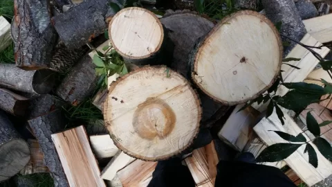 [Hearth.com] need tree ID