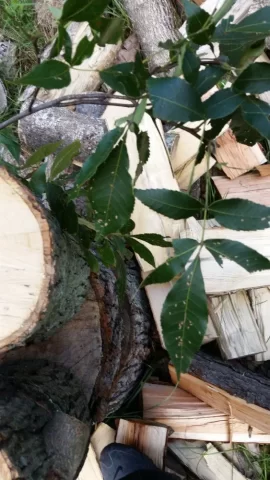 [Hearth.com] need tree ID
