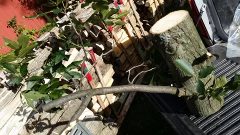 [Hearth.com] need tree ID
