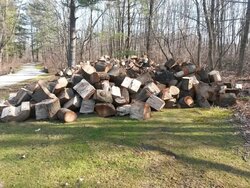 This is part of the 100 plus tons of oak I got and split.