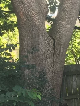[Hearth.com] How long till this Ash falls?