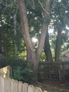 [Hearth.com] How long till this Ash falls?