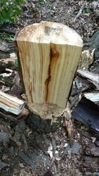 Wood id