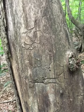 [Hearth.com] Is this Ash and Emerald Ash Borer Damage?