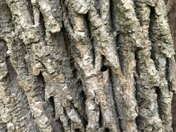 Is this Ash and Emerald Ash Borer Damage?