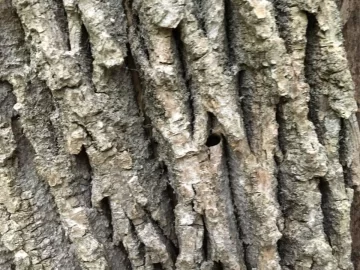[Hearth.com] Is this Ash and Emerald Ash Borer Damage?