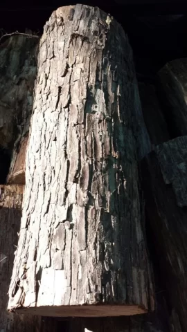 [Hearth.com] Today's Scrounge / Wood ID?