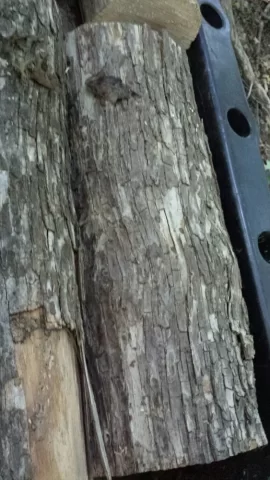 [Hearth.com] Today's Scrounge / Wood ID?