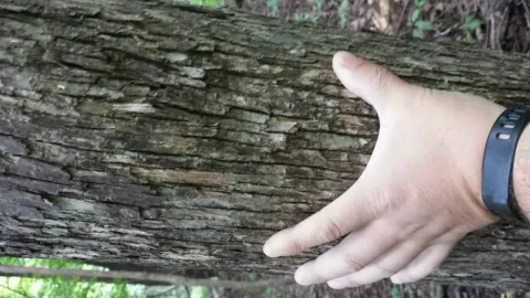 [Hearth.com] Today's Scrounge / Wood ID?