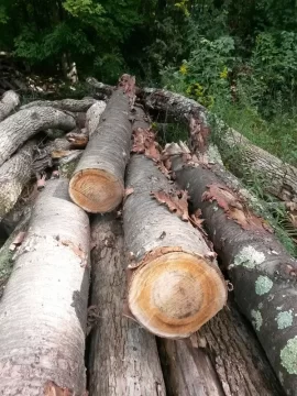 [Hearth.com] Black birch I think.