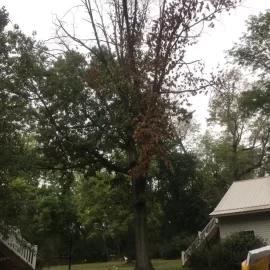 [Hearth.com] What should I do with this white oak?