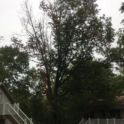 What should I do with this white oak?
