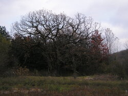 Largest Oak I've Ever Seen