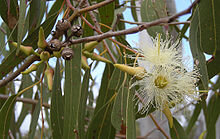 220px-Eucalyptus_tereticornis_flowers%2C_capsules%2C_buds_and_foliage.jpe