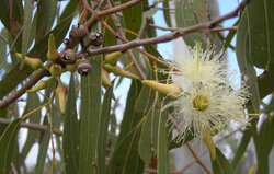 1920px-Eucalyptus_tereticornis_flowers%2C_capsules%2C_buds_and_foliage.jpe
