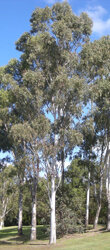 800px-Eucalyptus_terticornis_trees.jpg