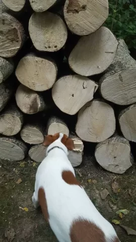 [Hearth.com] Tree ID - birch?
