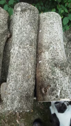 [Hearth.com] Tree ID - birch?