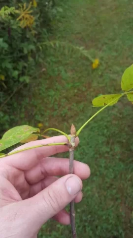 [Hearth.com] Tree ID - birch?