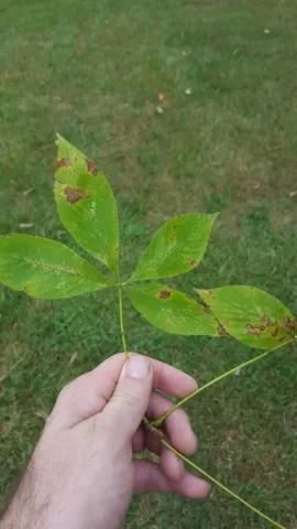 [Hearth.com] Tree ID - birch?