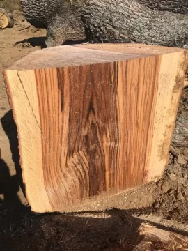 [Hearth.com] Guess this tree